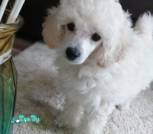 IMG-22227a993359f1f47ad954307c76de73-V
