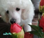 IMG-771ae9d12f78ec16806f9efdbfd9c192-V