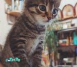 IMG-f356cbbbb386247d8c0a54f04648f588-V