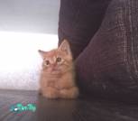 IMG-42fc0be2e9010979e81398da7c8649df-V