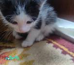 IMG-379e5ccc3be9ed67626d5979b4162b82-V