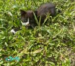 Котята_3