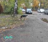 папа
