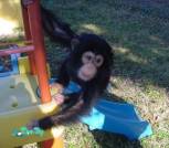 12780_chimp441