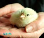 chicks-712702_960_720