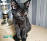 изображение_viber_2022-11-07_21-09-30-284
