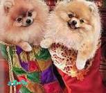 IMG-33d71586ed0374b7b509e313b0fc43dc-V