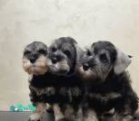 изображение_viber_2023-04-29_19-14-33-956