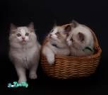 IMG_20230512_193027_668