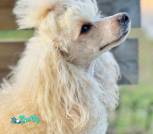 IMG-227d0ddd57d3250cc56f8a0166665644-V-01