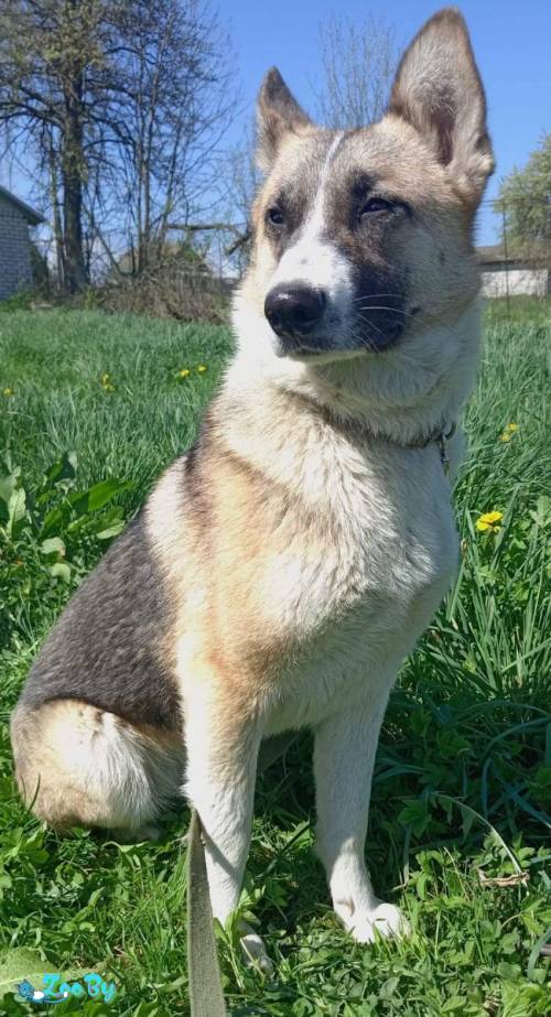 Schäferhund Dobermann Husky Mischling