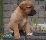 IMG-20231119-WA0068