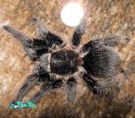 Brachypelma albopilosum2