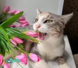 Файл 233