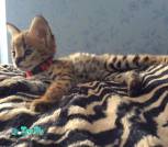 baby serval new