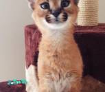 caracal kitten available
