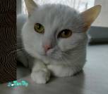 Беляшик_viber_2025-03-31_13-10-26-051