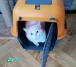 Беляшик_viber_2025-03-31_13-10-26-613