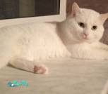 Беляшик_viber_2025-03-31_13-10-53-077