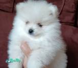 IMG-2bfc23e906de89175853c903e44e61ec-V