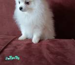 IMG-bb243a1f6ed9a31f8f477312d078b62b-V