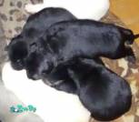 1000037512