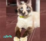 cat-2