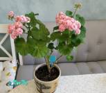изображение_viber_2025-07-02_15-08-59-88410