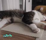 IMG-07a3f30d8dc319aee4523fed13826842-V