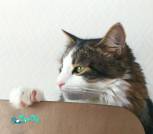 IMG-57dd3f6fde2dc91f43df80fd661804bd-V