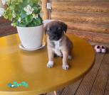 IMG-0970796fd5700a7bf651736a9260c6fb-V