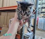 0-02-05-f636811338415e2f5c63780dd893eeefe29cb7a38340cf632686e71018fa5735_628fe3c619950c0