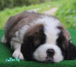 9623555e-a240-41f9-95fa-02f1d8fe4492