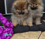 Polish_20250926_145148269