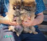 Polish_20250926_145702593