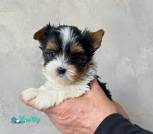 27A6C2B5-62E7-4B0E-9E35-1811A8119E3B