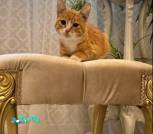 Screenshot_2025-10-12-09-43-22-416_com.viber.voip