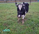 IMG-ab41e413b92891c4f5005dbdfd8998c9-V