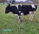 IMG-ab6a83bbb8b211105858f6fcecdb5761-V