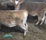 IMG-83c382c02d9c7d4e8f67757c637c935e-V