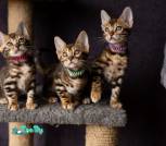 H47A9612_дляинт