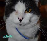 IMG-3642fc685d1f1b91e5741b288b85dd43-V