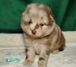 cropped-image-1765918596741tupu6 (1)