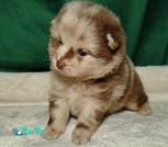 cropped-image-1765918977494kqsd0 (1)