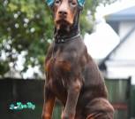 изображение_viber_2025-10-20_20-22-37-622