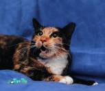 IMG_20260131_175311_739