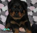 изображение_viber_2026-02-02_20-28-18-719