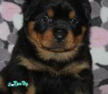 изображение_viber_2026-02-02_20-28-18-885