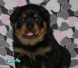 изображение_viber_2026-02-02_20-31-40-213