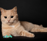 Снимок экрана 2026-02-23 133554